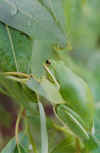 treefrog004small.jpg (29502 bytes)