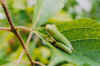 treefrog005small.jpg (37610 bytes)