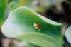 treefrogsmall.jpg (24178 bytes)
