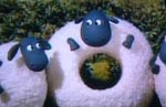 2015 sheep