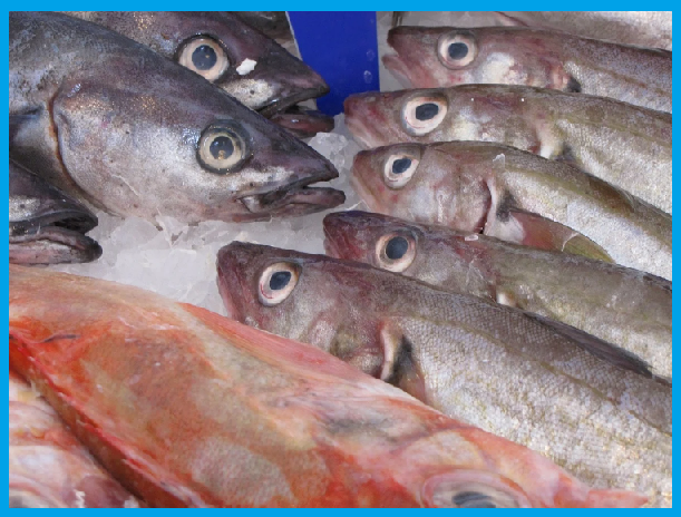 Peixe fresco, como conservar
