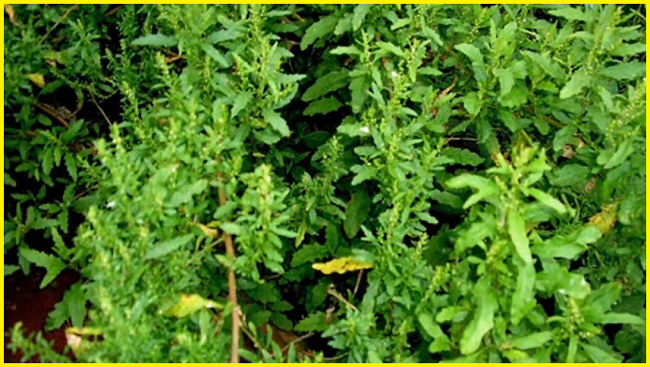 Esta planta limpa os pulm�es