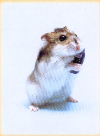 Hamster móvil Hamster móvil