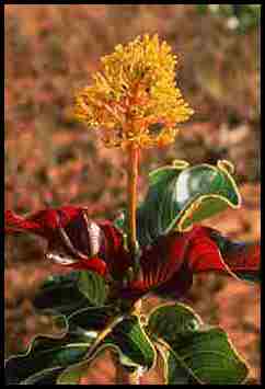 Planta de Roraima