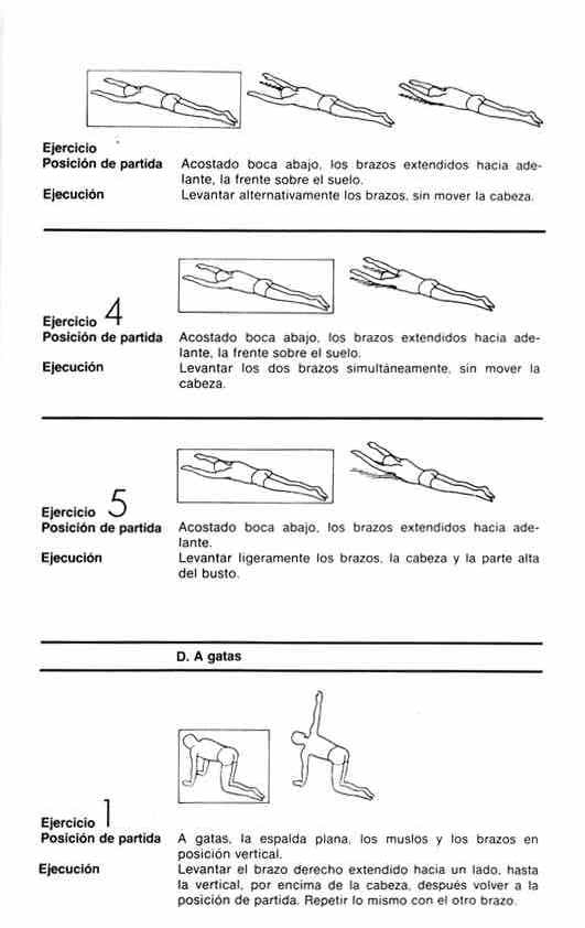 Dorsal3