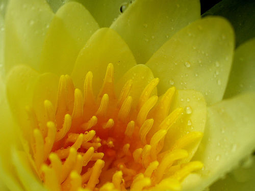 flor de loto