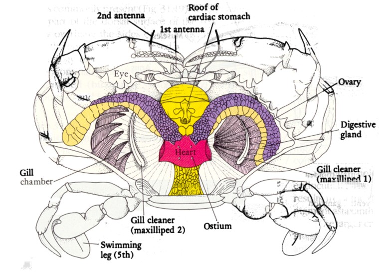 Органы крабов. Внутреннее строение краба. Внутреннее строение краба схема. Внутренне строение краба. Строение Камчатского краба схема внутреннее.