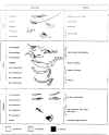 crayappendages.jpg (72227 bytes)