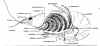 crayfishlatview.jpg (70917 bytes)