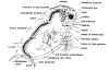 daphnia.jpg (93808 bytes)