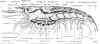 female_cray_internal_anat.jpg (99430 bytes)