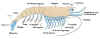 generalcrustacean.bmp (700470 bytes)