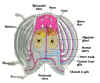 heart.bmp (1483830 bytes)