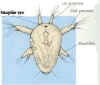 larva.jpg (88453 bytes)