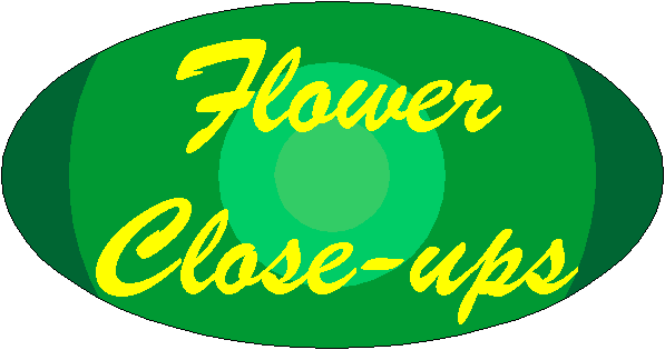 Flower Close-Ups Page