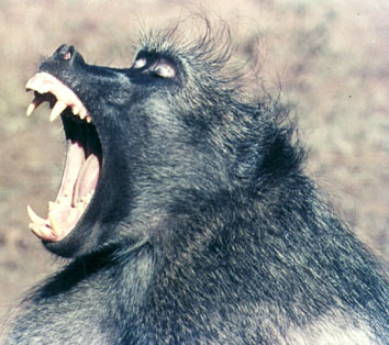 Chacma Baboon