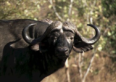 Buffalo