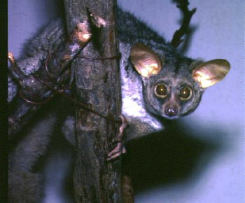 Bushbaby