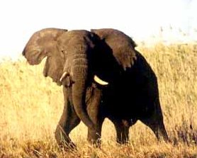 Elephant
