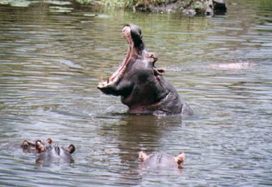 hippopotamus