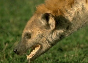 hyena 1
