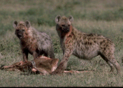 hyena 2