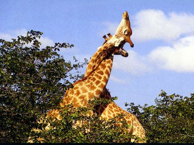 2 Bull Giraffe's