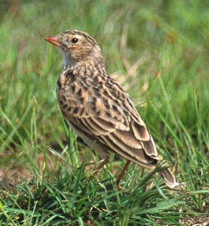 Botha's Lark 