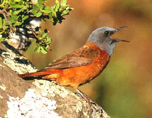 Cape Rock Thrush