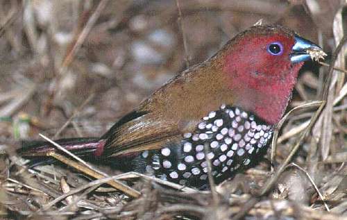 Pinkthroated Twinspot