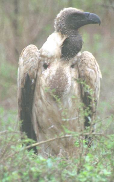 Whitebacked Vulture