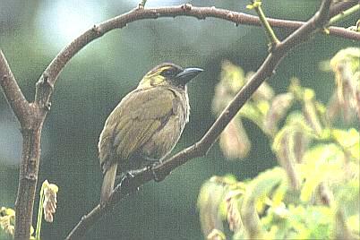 Woodwards Barbet 