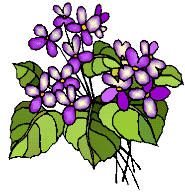 ADK Violets