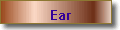 Ear