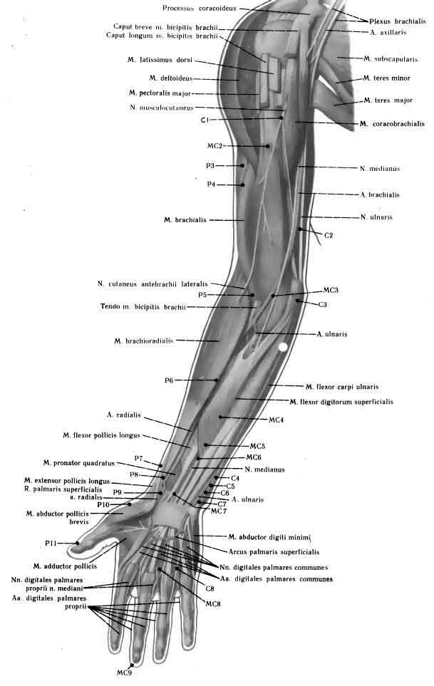 Atlas hand front wiev