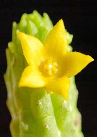 Echidnopsis cereiformis, Asclepiaceas con floraci&oacute;n diversa. Atraen insectos, algunas desprenden olor a podrido. Fruto apergaminado de 2 foliculos, comun desarrolle uno.