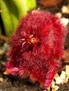 Stapelia obducta, flor con una corona terminal de pelos. imitando materia muerta.(Asclepliadaceae), subclase Asteridae. Orden Gentianales. Familia de Hierbas, arboles o hierbas erectas normal suculentas con hojas muy reducidas. Hay muchas especies aridas de Africa sin estudiar debido al mimetismo en parajes extremados para la vida.