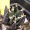  5 especies, 44 taxones. Delicados al riego y temperaturas (2� secos), crecen muy lento.(Casta?eda, antes Neogomesia) peque?o verde intenso, pelusa en centro hoja. fls violeta y carmin Tula,Tamps