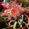 hibridos Aporocactus x Epiphyllum, doble petalo gigante, grossi bellisima fl.