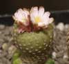 Nueva, enana Norte argentina, rara, (CITES) endemica, minicactus parecido a frailea en subsuelo, asoma con las lluvias.
