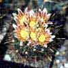 Espinas ganchudas, 7 especies, 13 taxones (cactus ganchudo) minicactus solitarios globulares, a veces cespitosos, antes glandulicactus, actual genero SCLEROCACTUS USA & M?xico sp. brevihamatus</a>, sensible a humedad, Del Rio, TX.