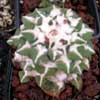 Muy lento y bonito, raro a la venta, Raya blanca en hojas, v macdowellii fls rosas y v ladkovskyi grand fls violetas. v albiflorus Tula tamps, fl blanca