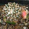El lento Ariocarpus kotschoubeyanus (Lem.) raya blanca en hojas, v neotulensis, v albiflorus, fl blanca, ssp. neotulensis, el Pilar y Tula, TMP