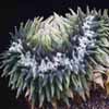 Cactus crestado. Endemicos