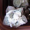 Muchos ariocarpus retusus variados en taxon, 4 - 6 cms injertados clonaran cabezas. Cambio por ejemplares del mismo inter�s. Aduantan hasta -12 C� secos y acostumbrados