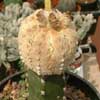 hibridos de venta, origen Japon de Aztekia.com