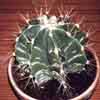 cactus mutacion japonesa