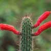 , 48 especies, 122 taxones, Antorcha de plata, cactus columnar de tallos erectos y delgados y flores tubulares cerradas y Norte de Argentina, Paraguay, Uruguay, Peru, Ecuador.