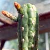 (Britton & Rose) actual Cleistocactus fieldianus
