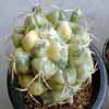 Genero de Mex. plantas enteogenas